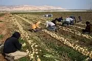 اسرائیل، فلسطینی‌ها را با  آفت کُش ها مسموم می کند!