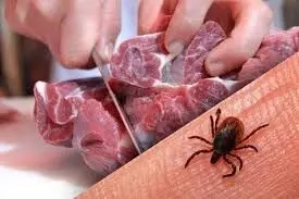 درباره بیماری تب کریمه کنگو چه می‌دانیم؟

