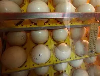 تخم مرغهای چینی از شایعه تا واقعیت