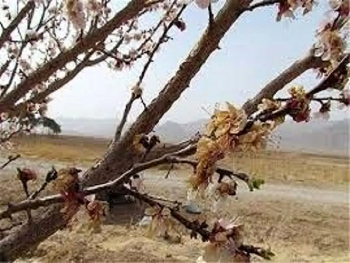 378 هکتار از باغات زنجان خسارت دیده است