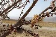
378 هکتار از باغات زنجان خسارت دیده است