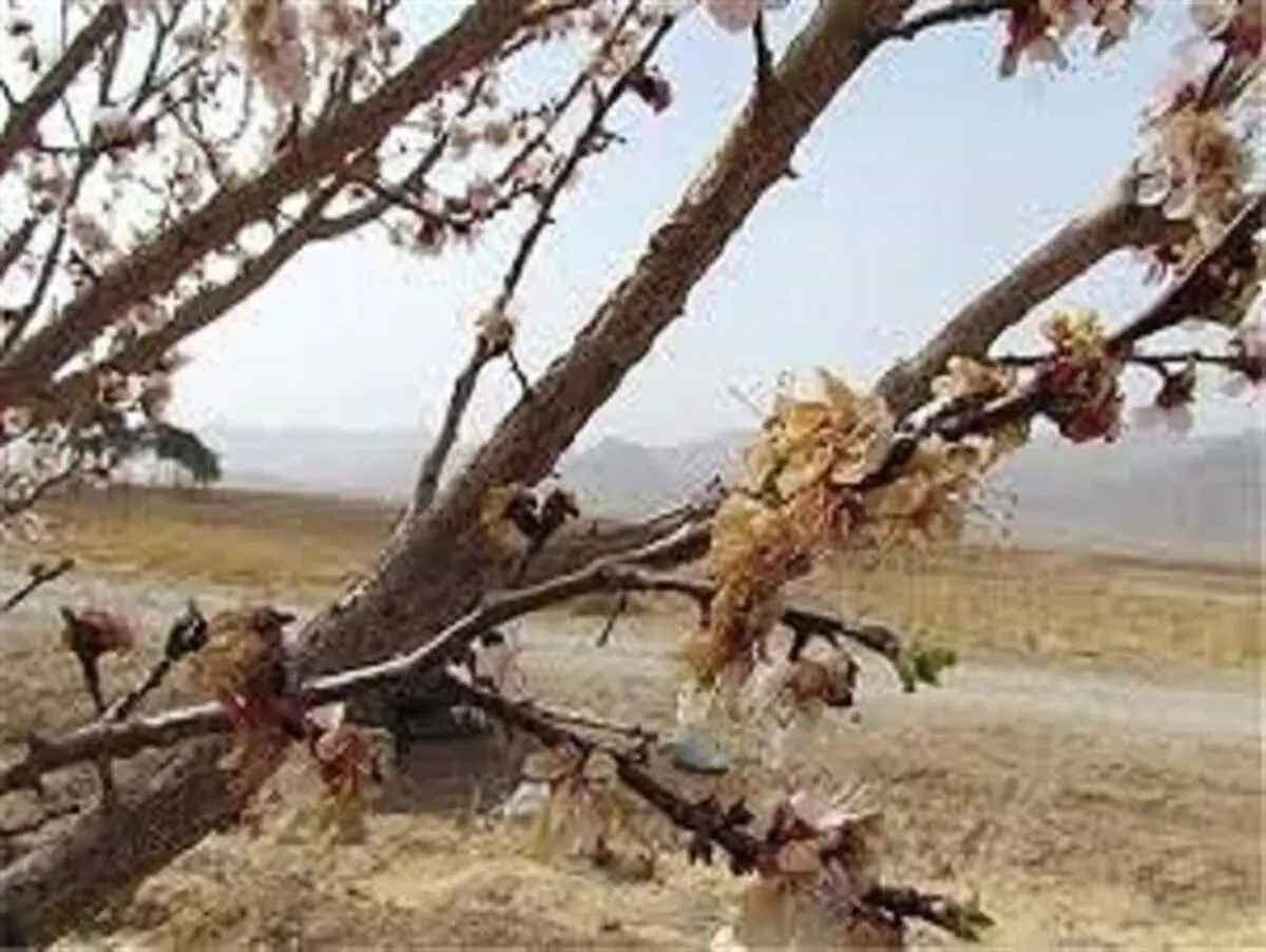 
378 هکتار از باغات زنجان خسارت دیده است