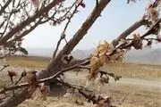 
378 هکتار از باغات زنجان خسارت دیده است