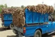 بازار سیر تیمورلو رونق گرفت