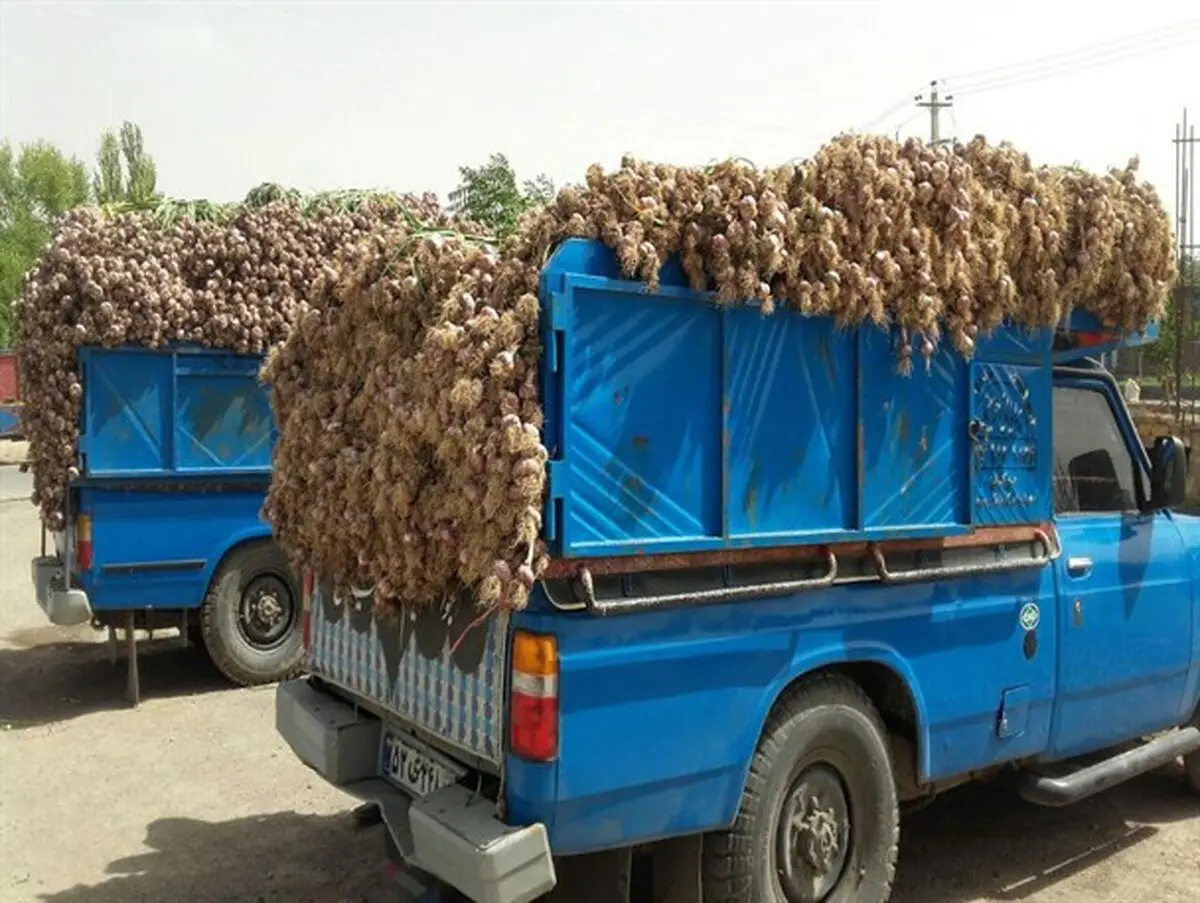 بازار سیر تیمورلو رونق گرفت