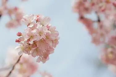 گل