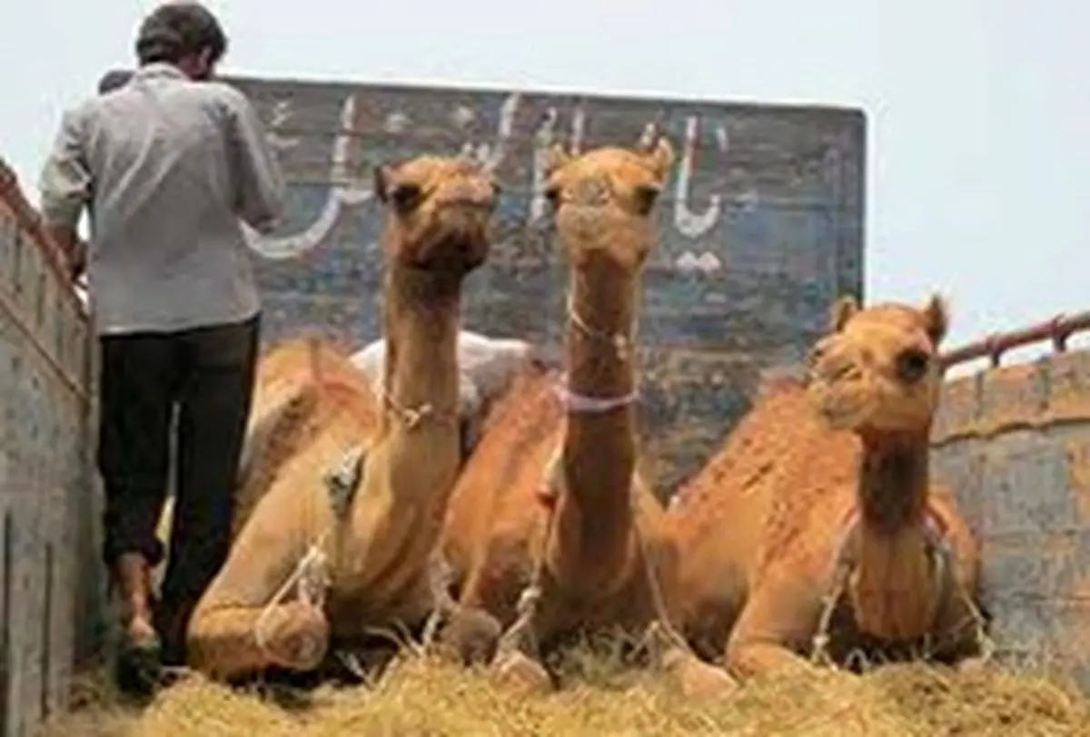 ۲۹ نفر شتر قاچاق به مقصد نرسیدند