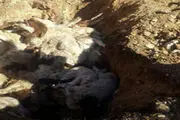 تلف شدن 130 راس بره در استان لرستان