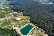 زخمی عمیق در جنگل‌های هیرکانی / گزارش تصویری