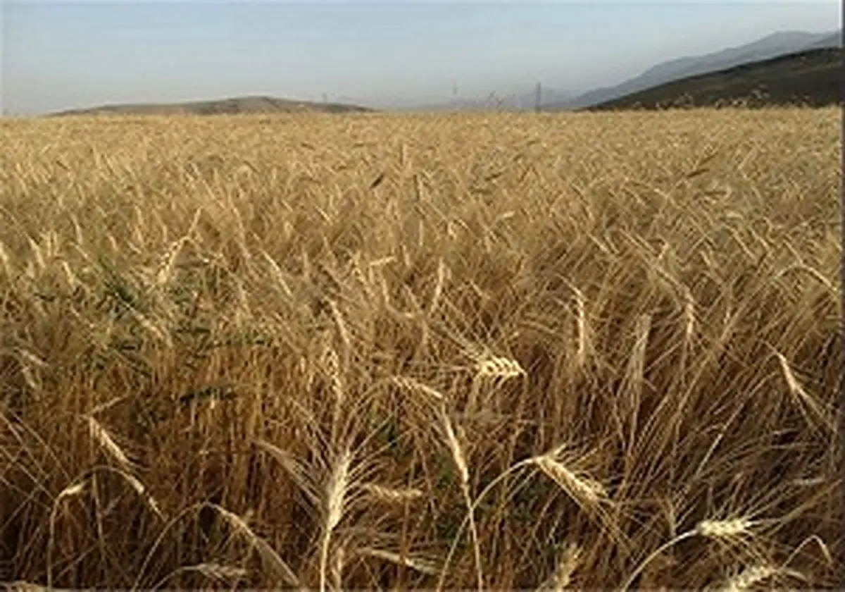 عرضه گندم در بورس کالا به کجا رسید؟