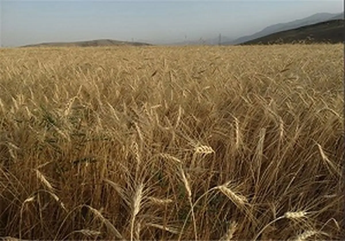عرضه گندم در بورس کالا به کجا رسید؟