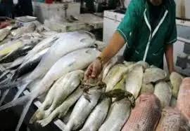 قیمت انواع ماهی ۷ خرداد ۱۴۰۳+ جدول 
