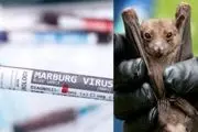 شیوع ویروس «ماربورگ» در دو کشور آفریقایی
