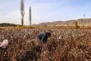 برداشت پنبه را دیده‌اید؟/ گزارش تصویری