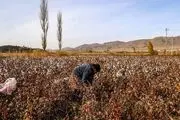 برداشت پنبه را دیده‌اید؟/ گزارش تصویری