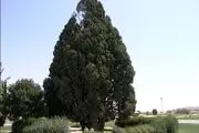 تصویر عجیبی از یک درخت خامه