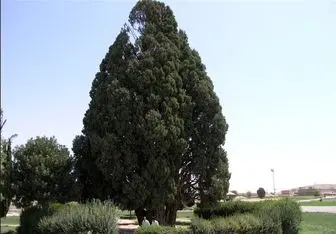 لاکچری‌ترین درخت‌های ایران! + عکس
