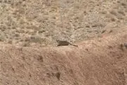 مشاهده و تصویربرداری از ۳ قلاده پلنگ در پارک ملی ساریگل
اسفراین
