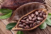فواید کاکائو برای افزایش کارآیی مغز