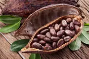 فواید کاکائو برای افزایش کارآیی مغز