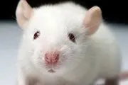 
 موش‌های باهوش در پایتخت جولان می دهند

