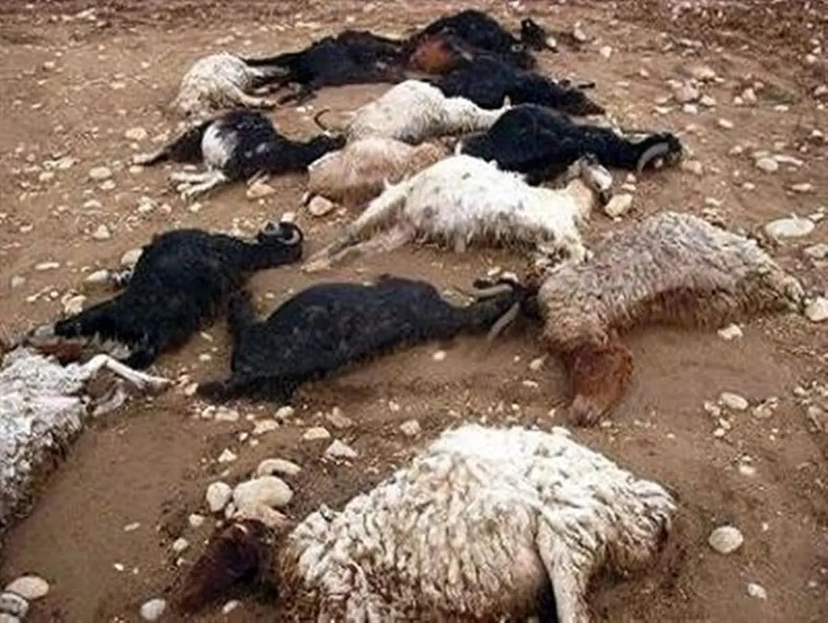 خسارت های میلیاردی به عشایر