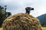 برداشت ۷۰ هزار تن شلتوک از شالیزارهای برنج در شهرستان فومن