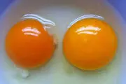 تشخیص سلامت تخم مرغ از روی رنگ زرده
