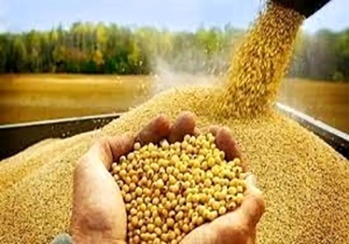 شناسایی ژن افزایش دهنده پروتئین ذرت برای تضمین امنیت غذایی