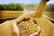 شناسایی ژن افزایش دهنده پروتئین ذرت برای تضمین امنیت غذایی
