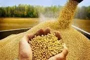 شناسایی ژن افزایش دهنده پروتئین ذرت برای تضمین امنیت غذایی
