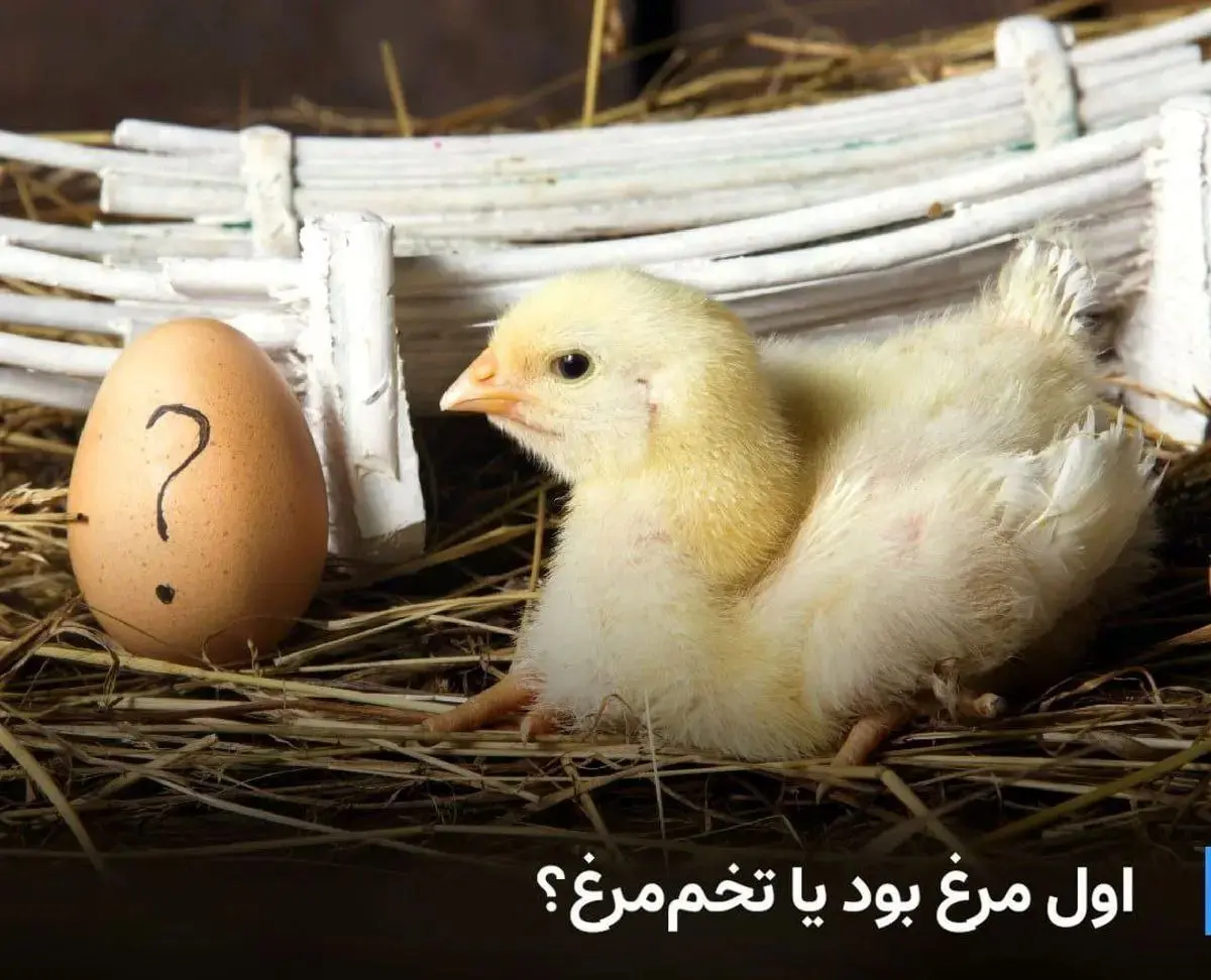 معمای «اول مرغ بود یا تخممرغ؟» بالاخره حل شد!