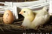 معمای «اول مرغ بود یا تخم‌مرغ؟» بالاخره حل شد!