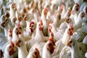 افزایش قیمت مرغ زنده در بازار