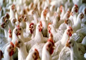 نرخ واقعی هر کیلو مرغ زنده 6 هزار تومان