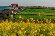 تسویه مطالبات کلزاکاران/ خوزستان صدرنشین بیشترین خرید کلزا
