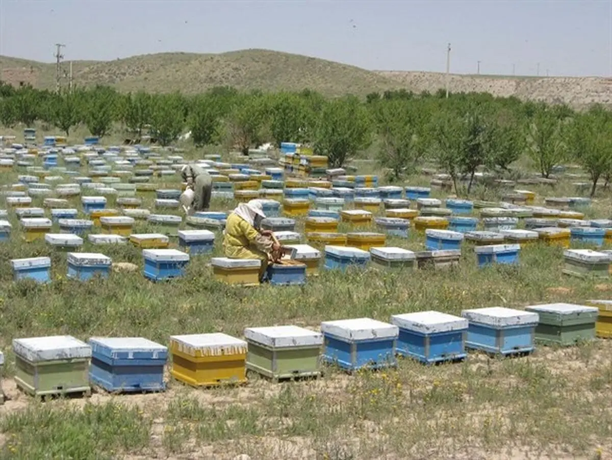 
2246 زنبورستان در استان زنجان وجود دارد