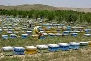 
2246 زنبورستان در استان زنجان وجود دارد