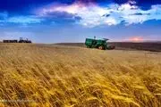 خرید تضمینی گندم به بیش از ۱۰ میلیون و ۳۰۰ هزارتن رسید
