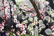 صدای پای بهار /گزارش تصویری