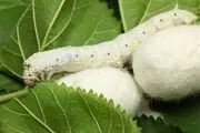 ایران هشتمین تولیدکننده ابریشم در جهان