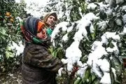 ناراحتی باغداران مازندران از واردات پرتقال توسط دولت