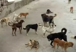 هزینه ۴۰۰ هزار تومانی جمع‌آوری هر قلاده سگ برای شهرداری تهران