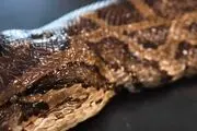 شکار مار ۱۰۰ کیلوگرمی +فیلم