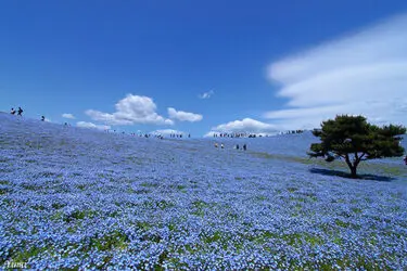 n00096731-r-b-011