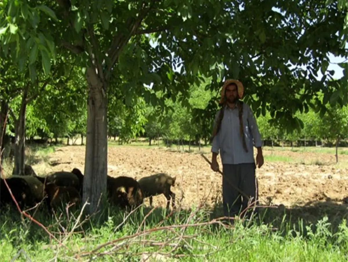 دامدار روستایی؛ برای دو خانواده ایجاد اشتغال کرد