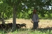 دامدار روستایی؛ برای دو خانواده ایجاد اشتغال کرد
