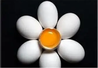 فواید خوردن تخم مرغ برای بدن