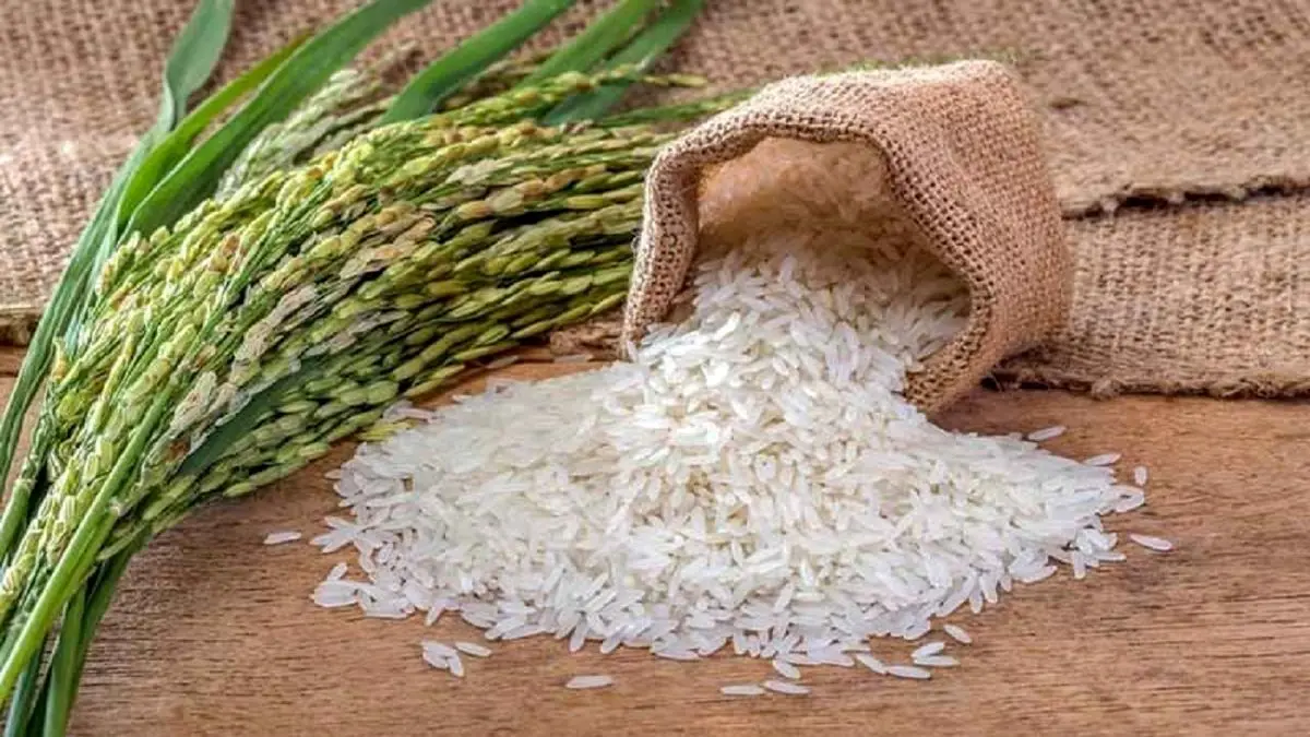 تولید برنج به ۲ میلیون و ۵۰۰ هزارتن میرسد