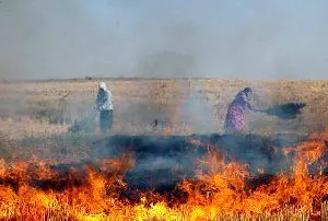 
نیم
هکتار از مزارع گندم دزفول در آتش سوخت 